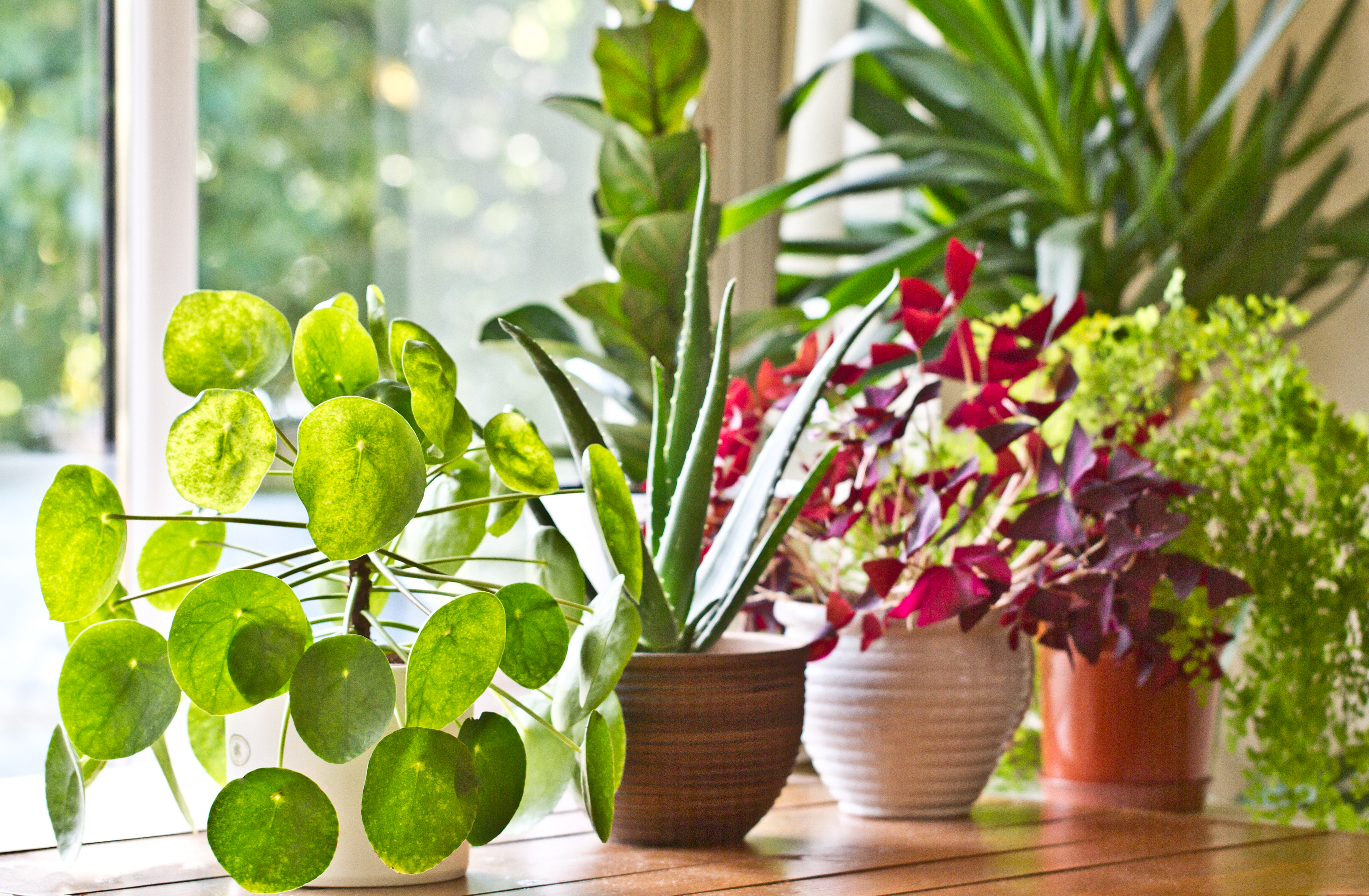 Les Plantes d’Intérieur les Plus Faciles à Entretenir : Guide Complet pour un Intérieur Verdoyant